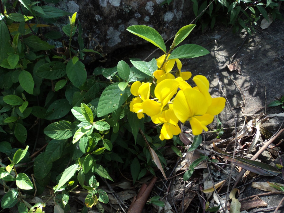 Crotalaria walkeri Arn.